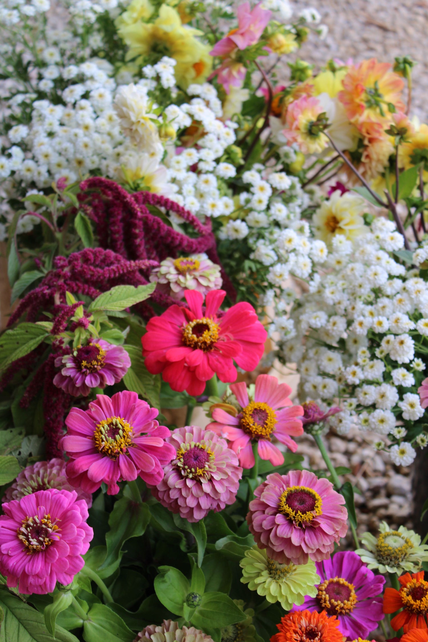Fleurs coupées , fleurs fraîches , fleurs françaises , zinnias, Amaranthe , camomille double , dahlia , ferme florale