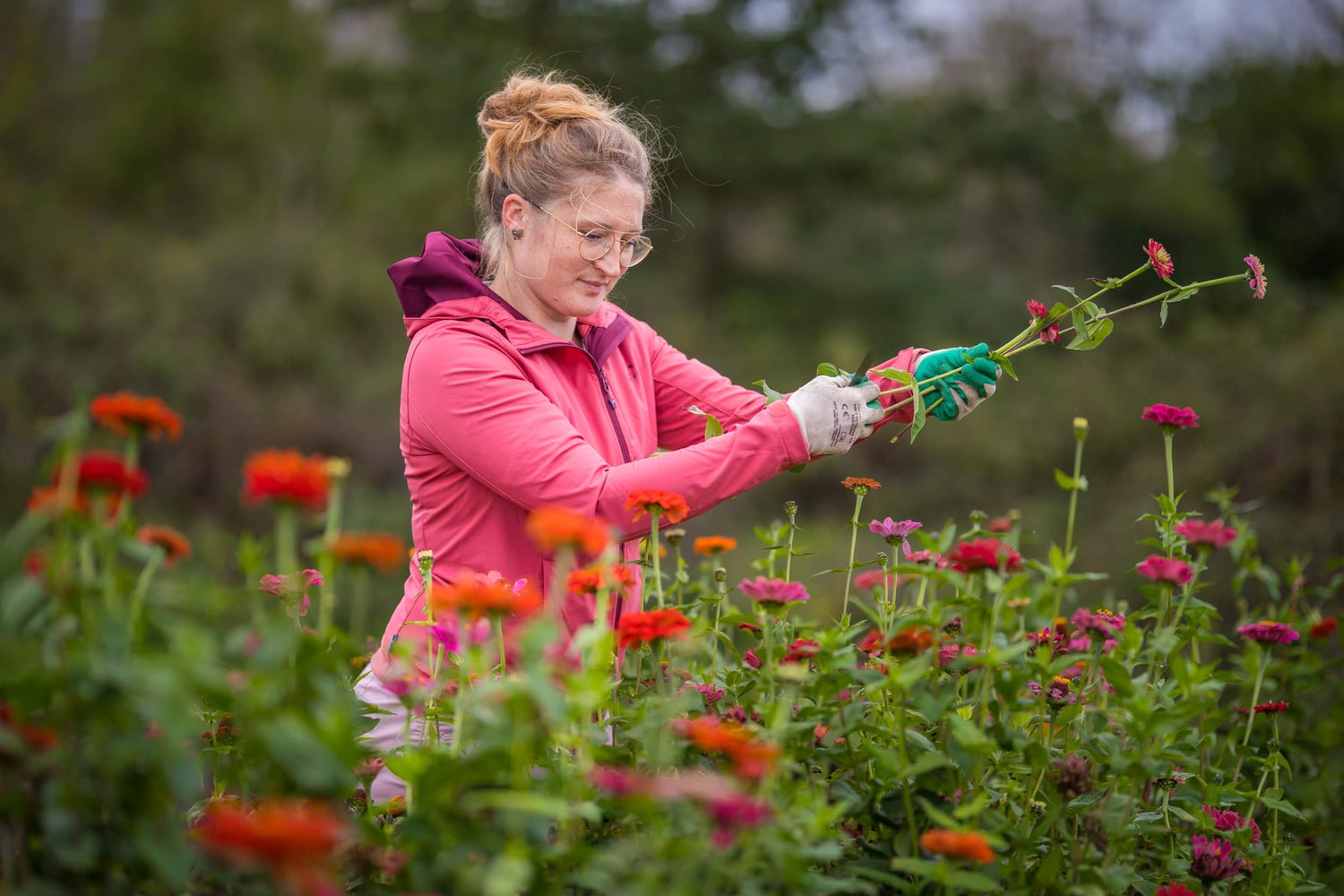 Louise Baraton , fleurs , fleuriste , fleurs française , floricultrice , ferme florale , entrepreneuse , productrice , fleurs coupées , fleurs séchées